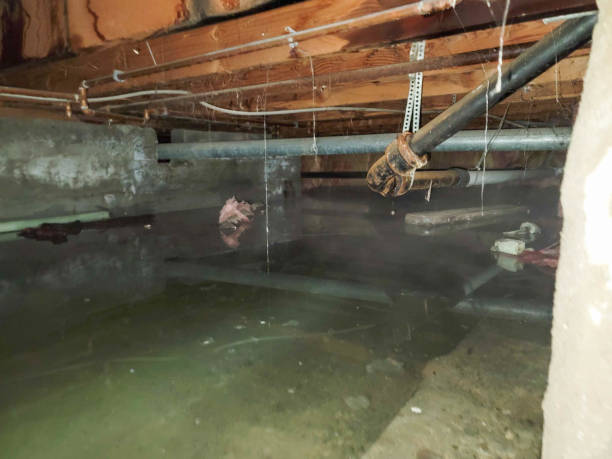 Best Mold removal after water damage  in Bluffton, OH