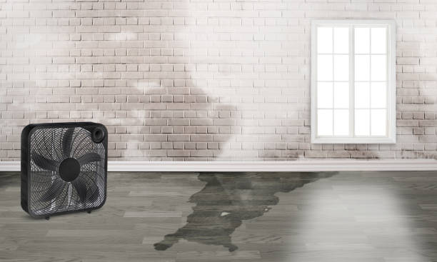 Best Water damage restoration process  in Bluffton, OH